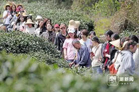 杭州：寻茶香 逛茶村  感受茶乡春日风情图片