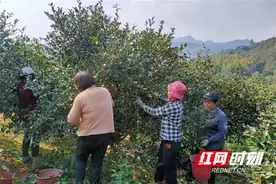 永兴县樟树镇：万亩油茶香 产业助振兴图片