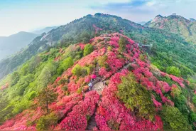 东湖评论：趁微风不燥，与漫山杜鹃花“撞”个满怀图片