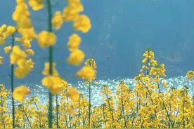 撂荒土地又逢春图片