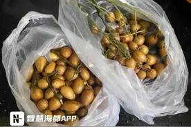 今年夏天，小众水果“黄皮”在福州“火出圈”！图片