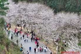 图说 | 樱花烂漫图片