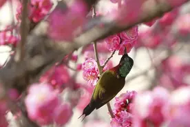 鹤峰：春暖花开 百鸟“闹春”图片