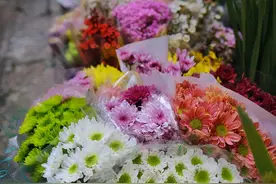 秋明拍花｜漫步小巷，遇见“花姐”图片