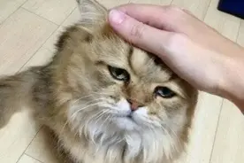 主人多摸猫咪这几个地方，猫咪不仅更听话，还会更爱你！图片