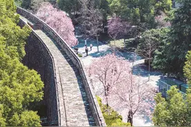 江苏南京：鲜花绽放 游人乐享春光图片