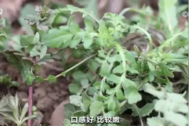 地米菜尝鲜、“耍春牛”闹春 雨水时节 迎接春天的“仪式感”拉满图片