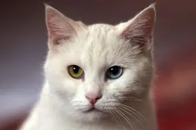 “虐猫”背后立法之困，律师：杀鸡时手抖了，算虐待动物吗？图片
