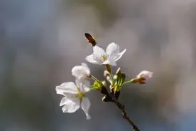 迎来最佳赏花期，长风公园樱花盛放→图片