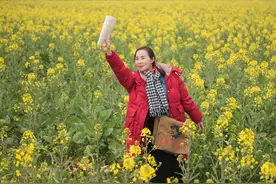 油菜花香图片