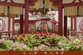 牡丹花销量同比增长三分之一，《国色芳华》这波“流量”，菏泽花农接住了图片