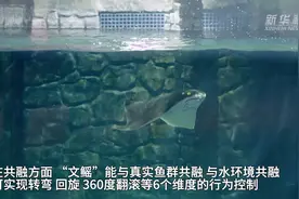 上海海洋大学成功研制出仿生“蝠鲼”图片
