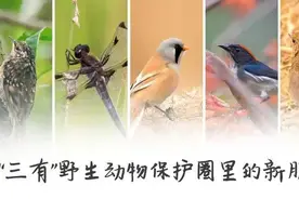 福建“神奇动物”知多少？一起来守护！图片