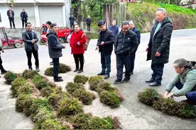 四川洪雅：国有林场向林农赠送良种树苗图片