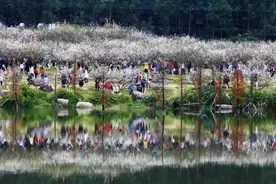 冬日限定美景！收下这份黄埔赏梅指南图片