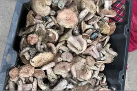 头水铜绿菌在昆明上市了，价格……图片