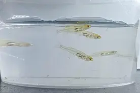 只有指甲盖长，这种鱼的“吼声”堪比飞机起飞！背后原理很特殊图片
