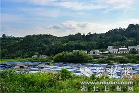 十堰市竹山县探索智慧养鱼新模式 山泉水养鱼助增收图片