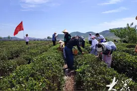 一“叶”兴带动多业旺，潮河镇探索茶旅融合新路子图片