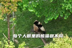 天府新视界丨9月展播  5万多部熊猫主题作品等你来“pick”图片