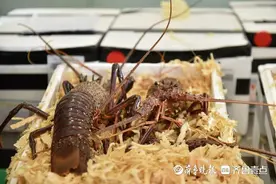 北方首批澳大利亚进口活龙虾抢“鲜”抵青，今年已保障生鲜超万吨图片