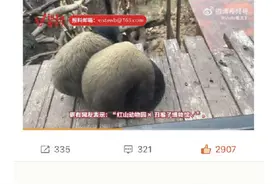 红山动物园自证不是丑猴子博物馆 翻车了图片