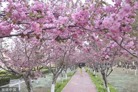 临沂：樱花进入盛花期 盎然春意引市民打卡图片