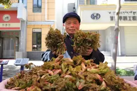 舟曲：时令野菜陆续上市图片