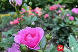 那些花儿！阳光明媚、气温上升，家门口的花卉盛开让人流连忘返图片