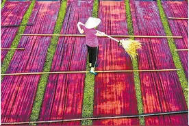 南沙湴湄村兴起“非遗游”图片