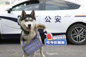 派出所不养“闲汪” 迷路二哈成“反诈犬”图片