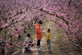 等你邂逅春日浪漫！中原农谷“乡见·桃花源”农文旅消费活动即将开启图片