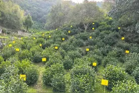 黄山市徽州区：茶园绿色防控 提升茶叶品质图片