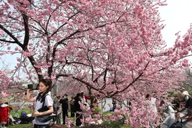 武汉樱花旅拍摄影师讲述：每天最多能挣四千元，不拍照时尽量远离樱花树，以免影响他人图片