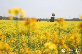 江苏如皋：油菜花海秀春光图片