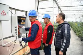 福建云霄供电：电力赋能“莓”好蓝图图片