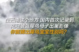 国内首次记录到花冠皱盔犀鸟母子出巢影像图片