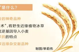 一粒种子促振兴丨首单签约！“普冰03”生产经营权在中原农谷转化图片