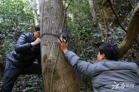熊出没！国家重点保护野生动物黑熊现身浮梁图片