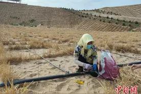 “中国魔方”有何魔力？内蒙古沙地变“疏林草原”图片