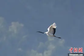 福建首次野外观测到国家一级保护动物丹顶鹤图片