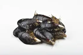 爱吃海鲜的朋友请注意：好吃但有毒！近期别食用海虹→图片