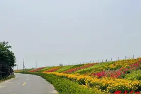 ​潍坊滨海区大家洼街道：乡村“蝶变”绘就田园好风光图片