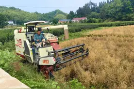 霍山黑石渡镇：小菜籽蕴含“大能量”图片
