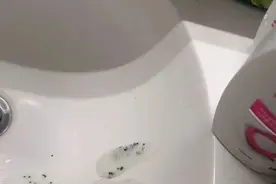 大鱼财经 | 洗发水中有虫卵？舆论漩涡中的宝洁，已非首次引发争议图片