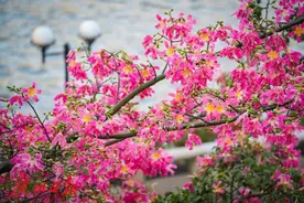 异木棉花开，秋日在广州城区邂逅“粉色浪漫”图片