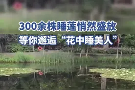 300余株睡莲悄然绽放，快来邂逅“花中美人”图片