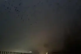 江苏山东交界处高速上空现漫天飞鸟，车辆被迫降速行驶，林业部门回应图片