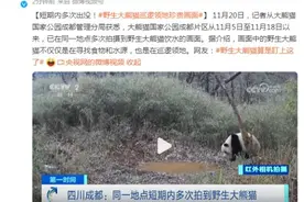 四川成都：同一地点短期内多次拍到野生大熊猫图片