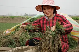 麦冬、天冬等4种物质获批药食同源 四川“小药材”加快冲刺百亿产业丨奋力谱写中国式现代化四川新篇章图片
